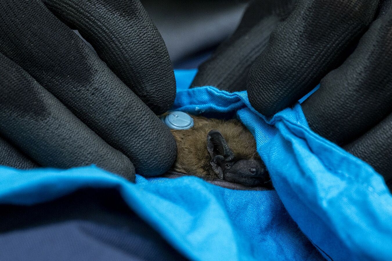 Großer Abendsegler mit Sender