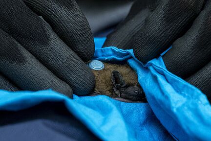 Großer Abendsegler mit Sender