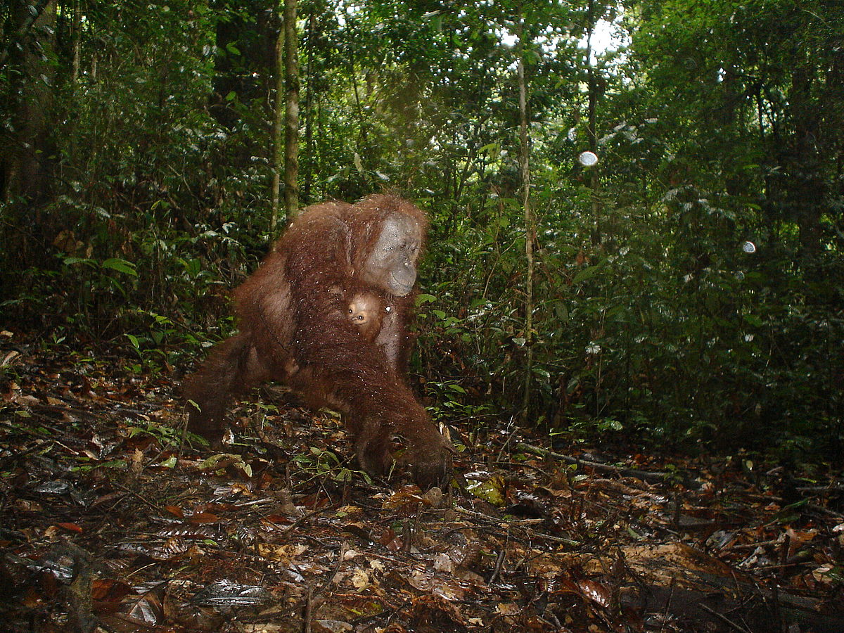 Orang-utans on the ground