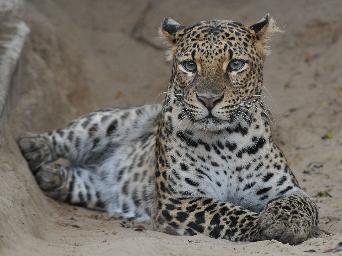 Java-Leoparden bedürfen dringend zusätzlicher Schutzanstrengungen