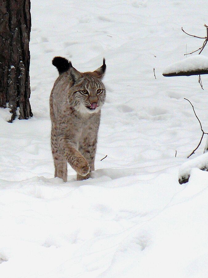 Einzigartige Fortpflanzungsmechanismen beim Eurasischen Luchs