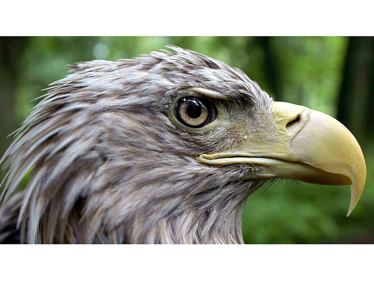 Naturschutz und Tourismus – Ein mögliches Erfolgsmodell auf der Insel Usedom