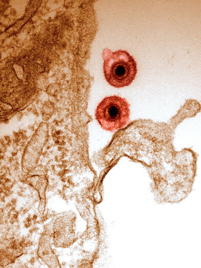 Herpesviren sind doch nicht so artspezifisch wie gedacht