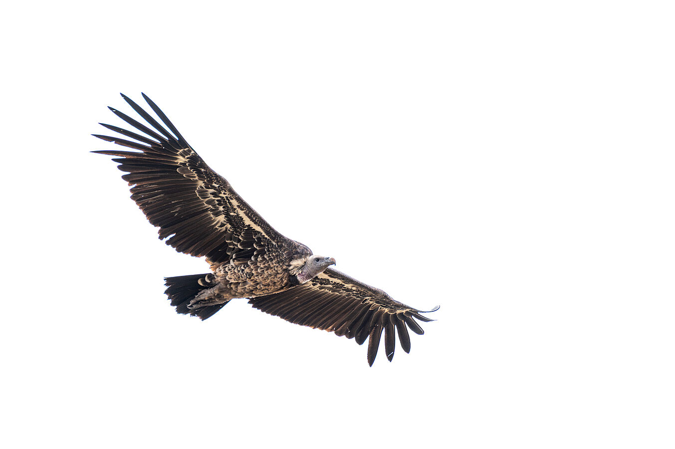 A bearded vulture gliding against a white background.