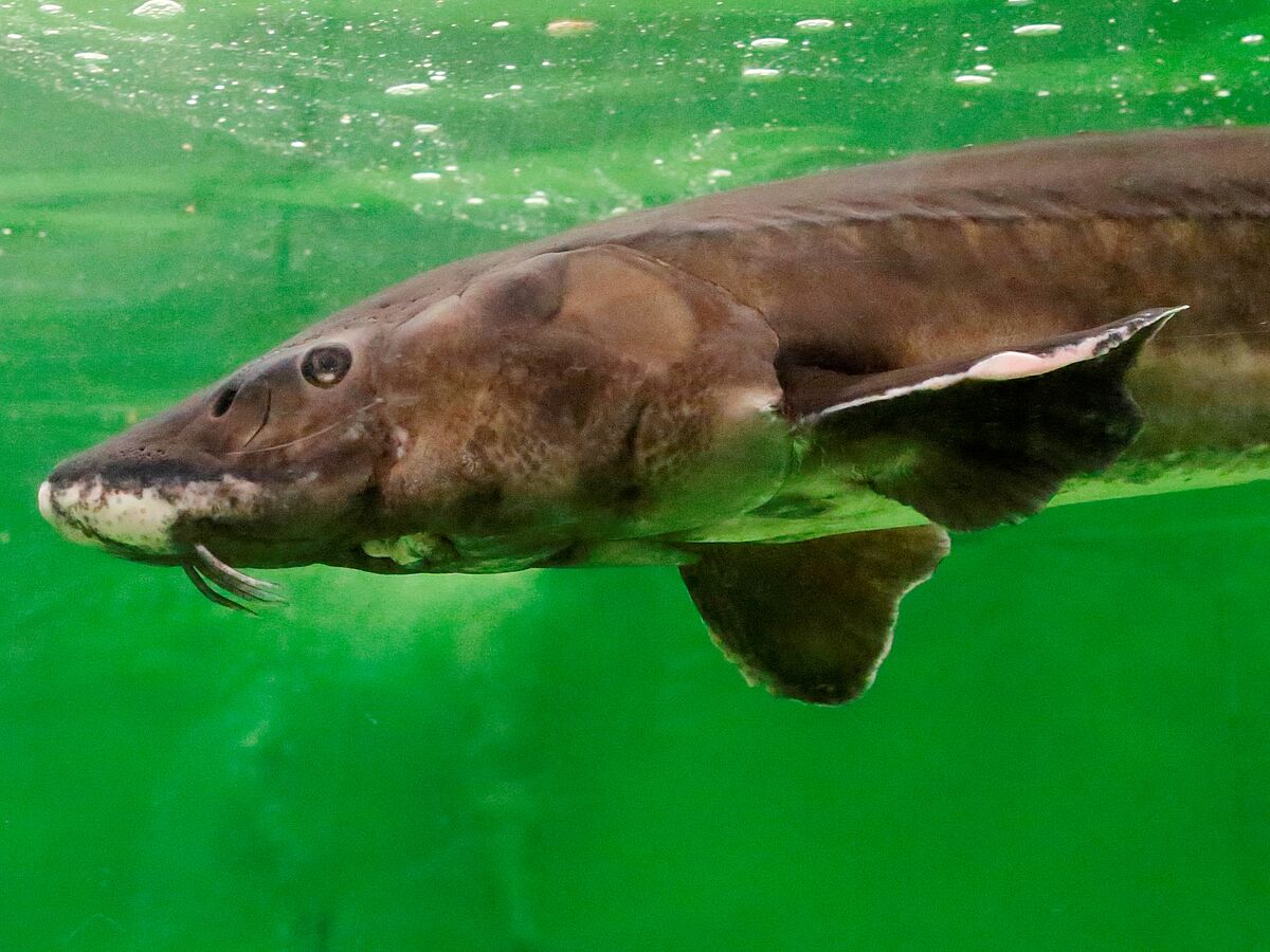 Stör ist Fisch des Jahres 2014