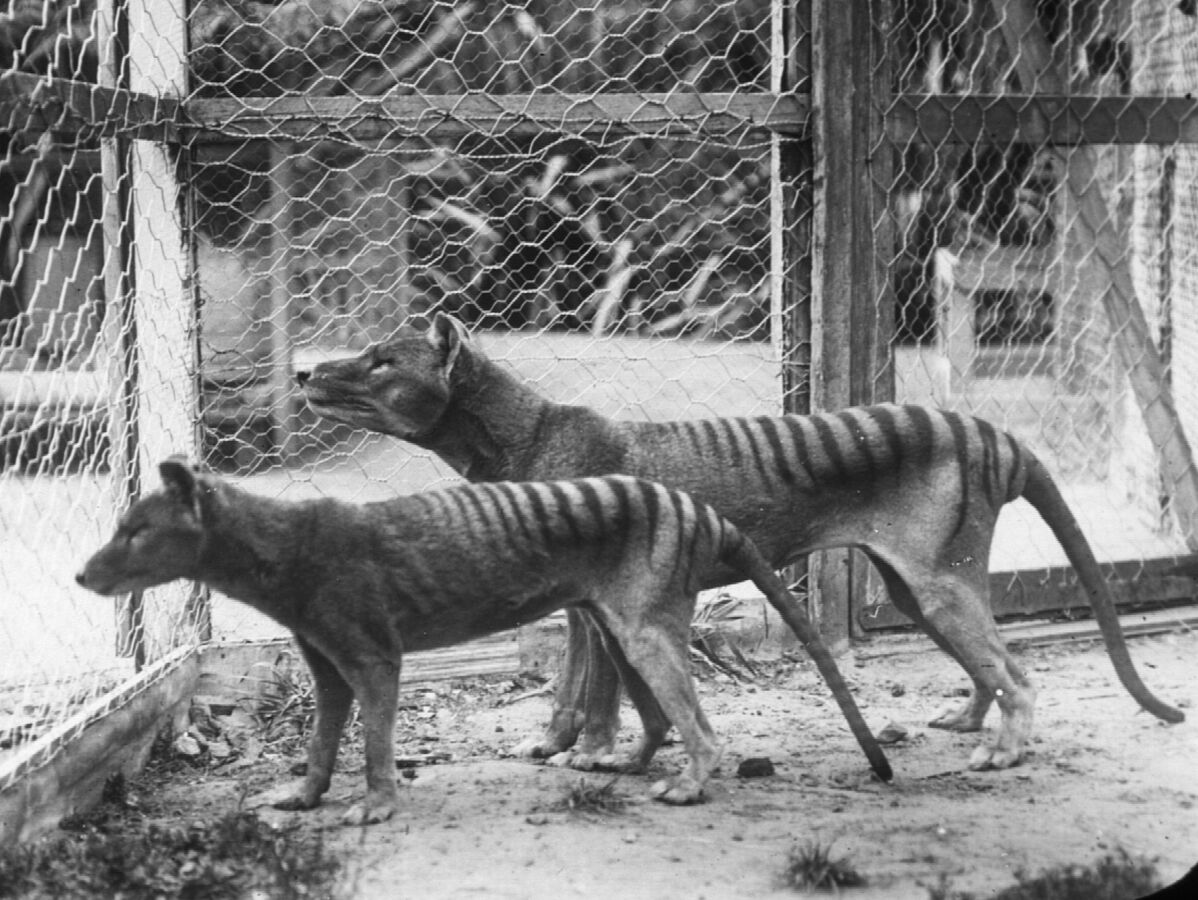 Begrenzte genetische Vielfalt beim ausgestorbenen Tasmanischen Tiger