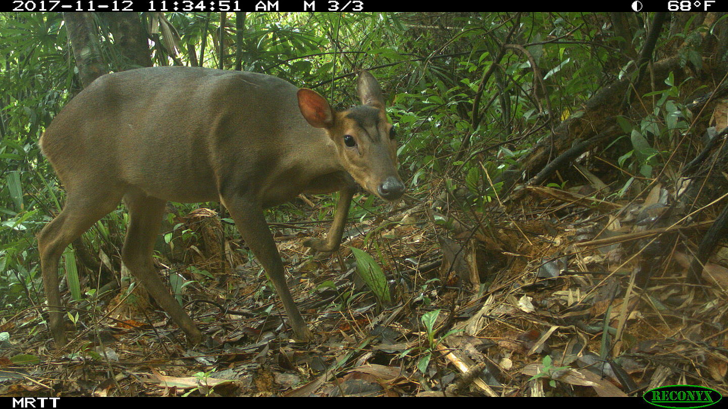 First record of large-antlered muntjac in Quang Nam, Vietnam, in the wild provides new hope for the survival of this species