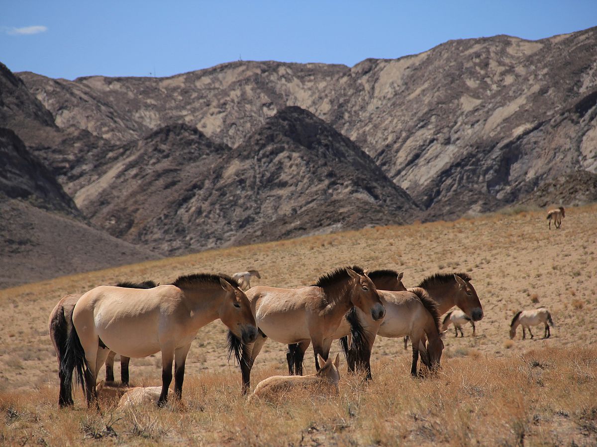 After 100 Years in Captivity, a Look at the World’s Last Truly Wild Horses