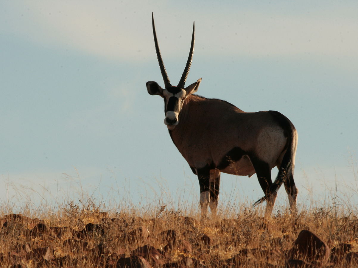 Eating poisonous plants saves life of gemsbok in Namibian desert