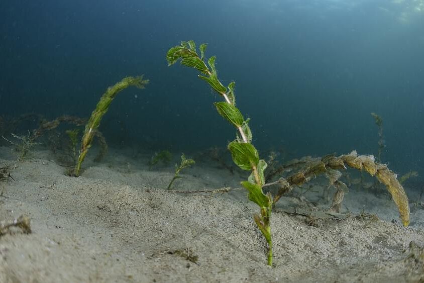浅瀬が湖の栄養バランスの鍵