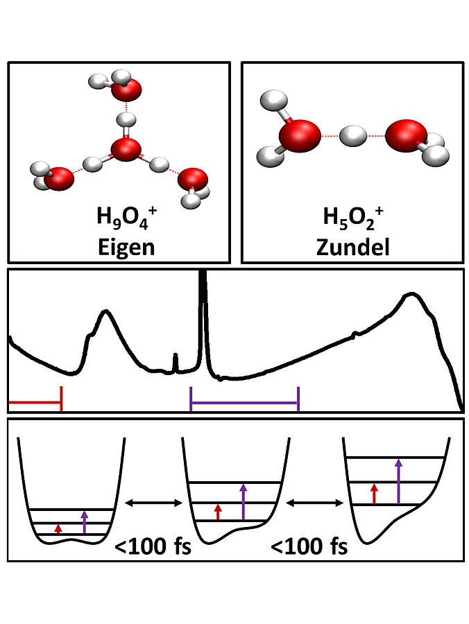 Fluctuating liquid structure induces ultrabroad infrared absorption: The hydrated proton on ultrafast time scales