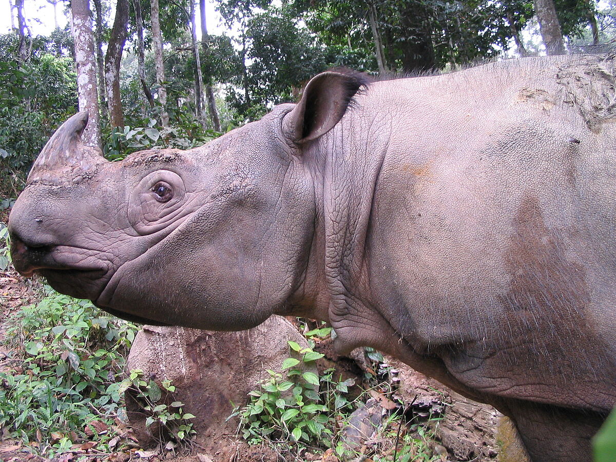 Kleinstes Nashorn der Welt vom Aussterben bedroht