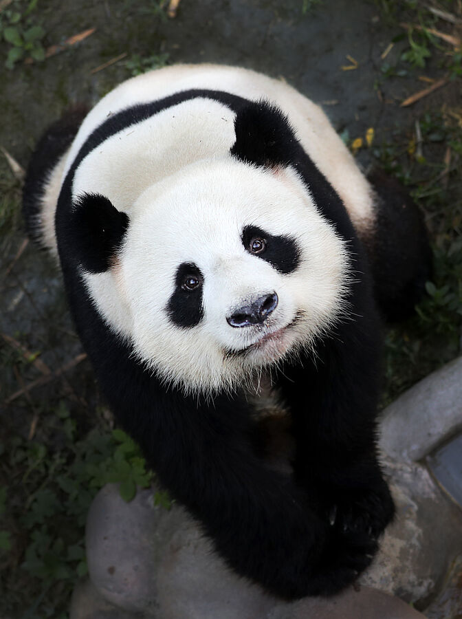 Leibniz-IZW begrüßt die Berliner Pandabären