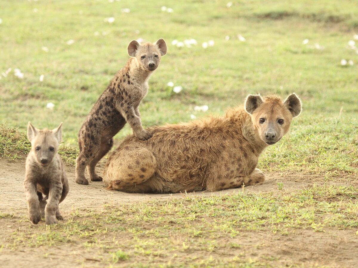 Neue Methode für Hormonforschung bei Wildtieren