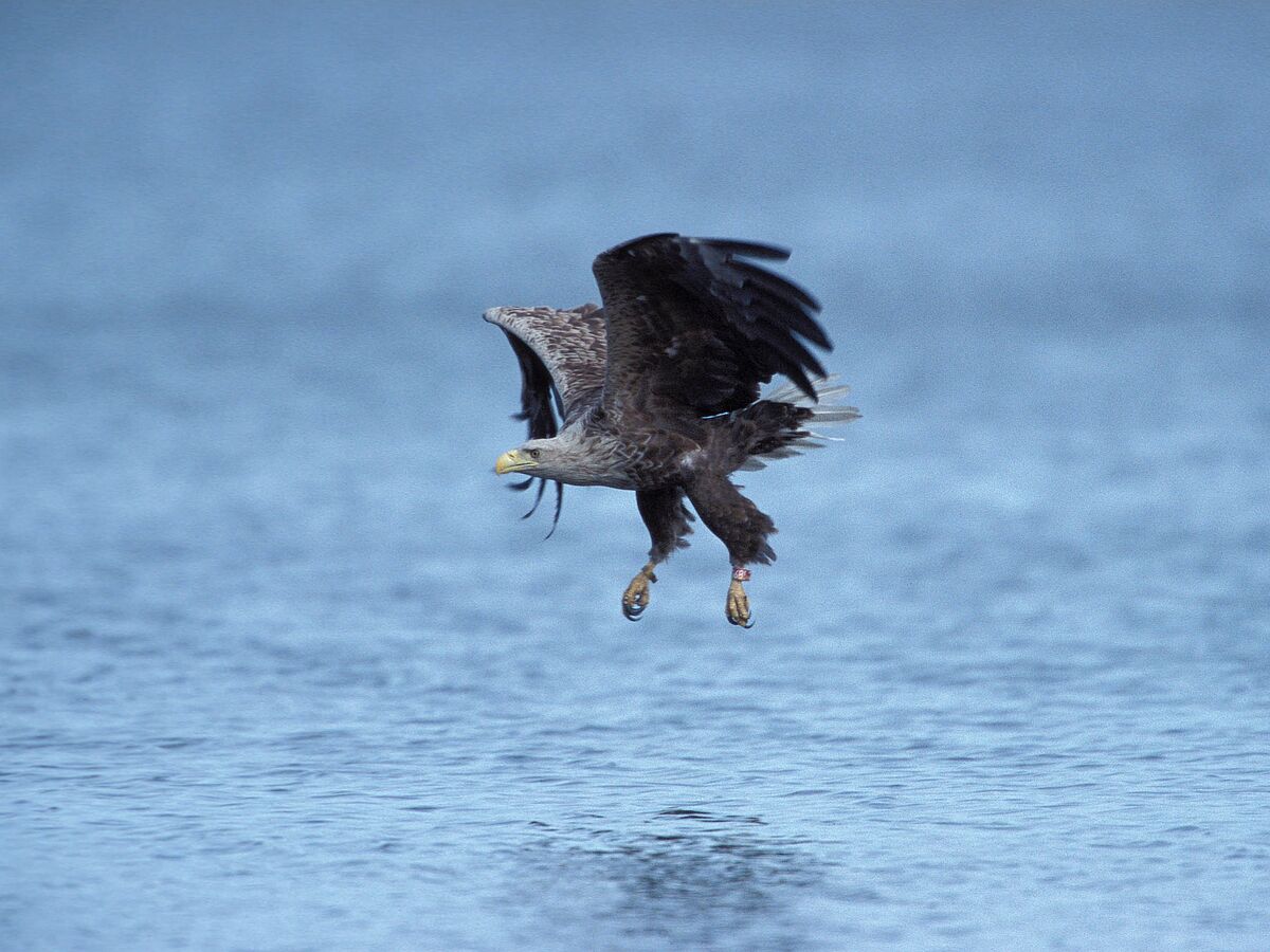White-tailed eagles – no competitors for fishermen