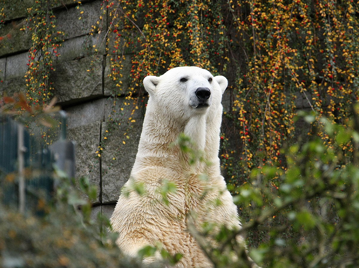 Viruses jumping species and zoo polar bear disease