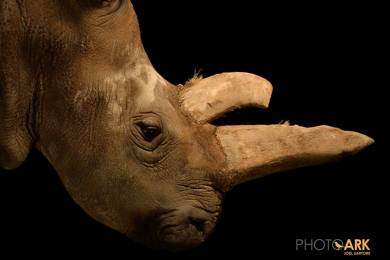 Saving the Northern White Rhino – International Rescue Meeting
