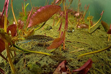 Teichgrund mit roten Algenblättern und einem kleinen Fisch.