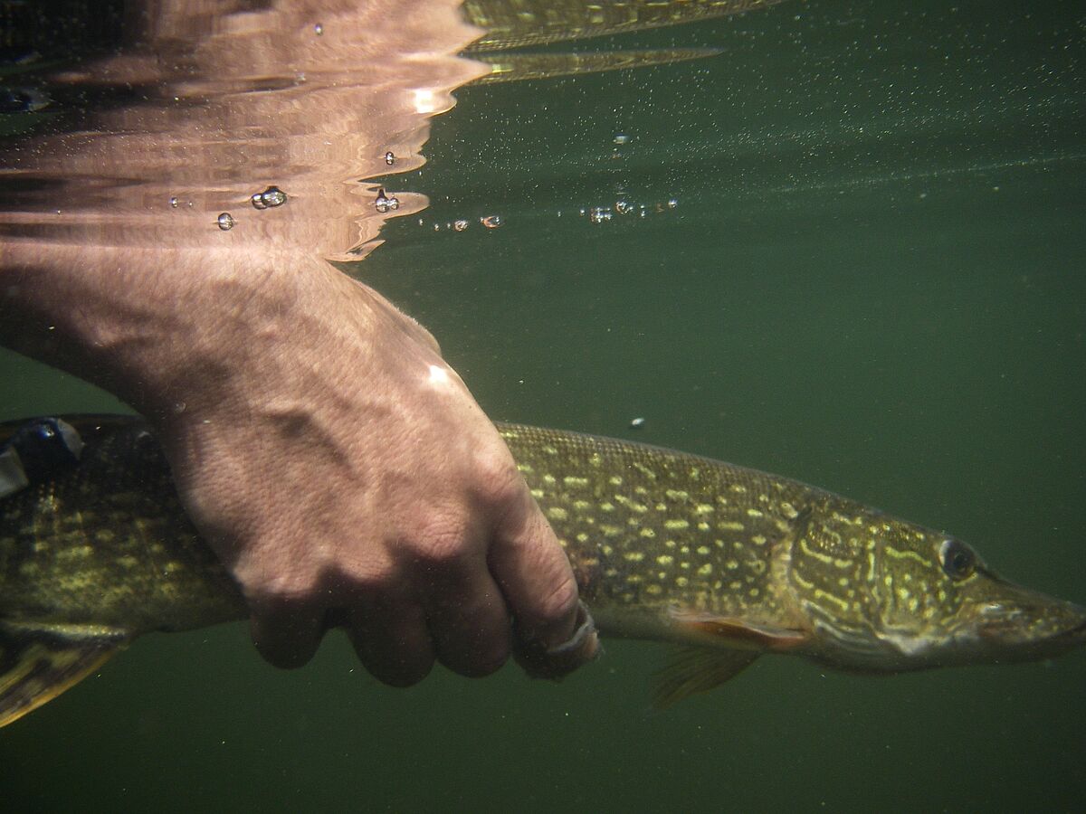 Umfrage: Sind Hobbyangler Tierquäler?