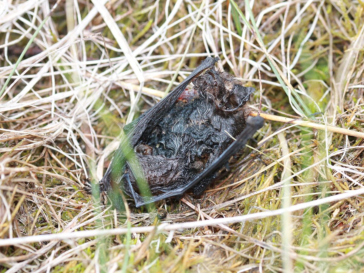 Das haut die stärkste Fledermaus um