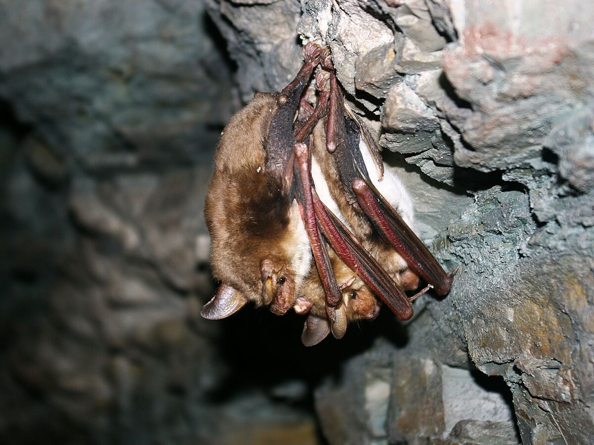In Lettland wird die weltweit erste Fangvorrichtung für migrierende Fledermäuse eröffnet
