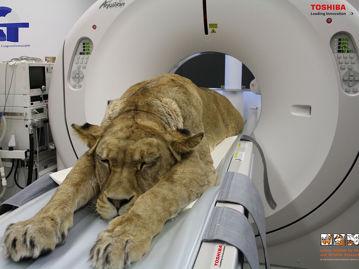 Modernster Forschungstomograph in der Tiermedizin in Europa
