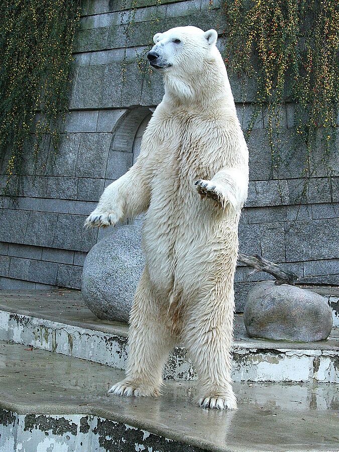 Forscher entdecken neue Retroviren bei Eisbär Knut und Panda Bao Bao