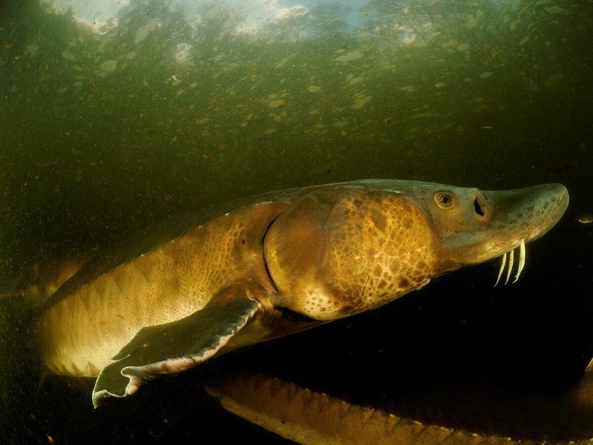 Ein Fisch macht Schule
