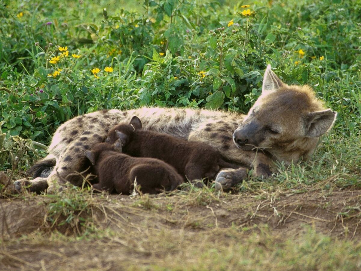 Erstmals Kobuviren in Afrika nachgewiesen