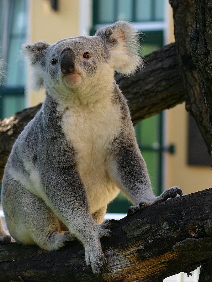 Koalas ernähren sich eigenartig – aber haben sie auch eigenartige Bakterien?