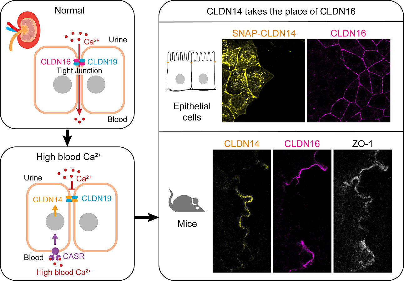 CLDN14 verdrängt CLDN16 in Tight Junctions der Nierentubuli