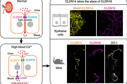 CLDN14 verdrängt CLDN16 in Tight Junctions der Nierentubuli