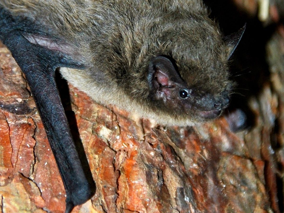 Nathusius and Soprano bats are attracted to green light