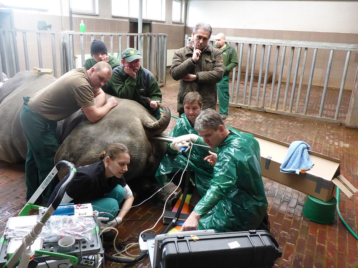 A breakthrough to rescue the Northern White Rhino – First ever hybrid embryo produced outside the womb