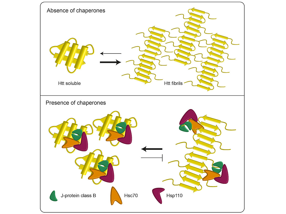 Molecular Chaperones Shown to Assist in the Fight against Huntington Disease