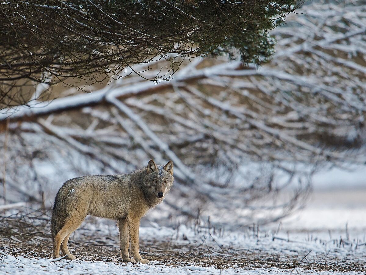 Der Wolf ist zurück – Leibniz-IZW und Tierärztekammer Berlin informieren