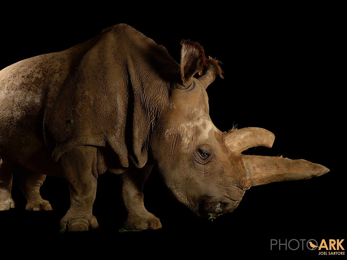 Reproduktions- und Stammzellforscher erstellen Rettungsplan für Nördliches Breitmaulnashorn