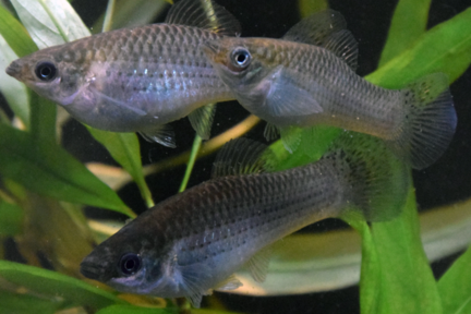 Drei kleine mittelgraue Fische, die durch grüne Algen schwimmen.