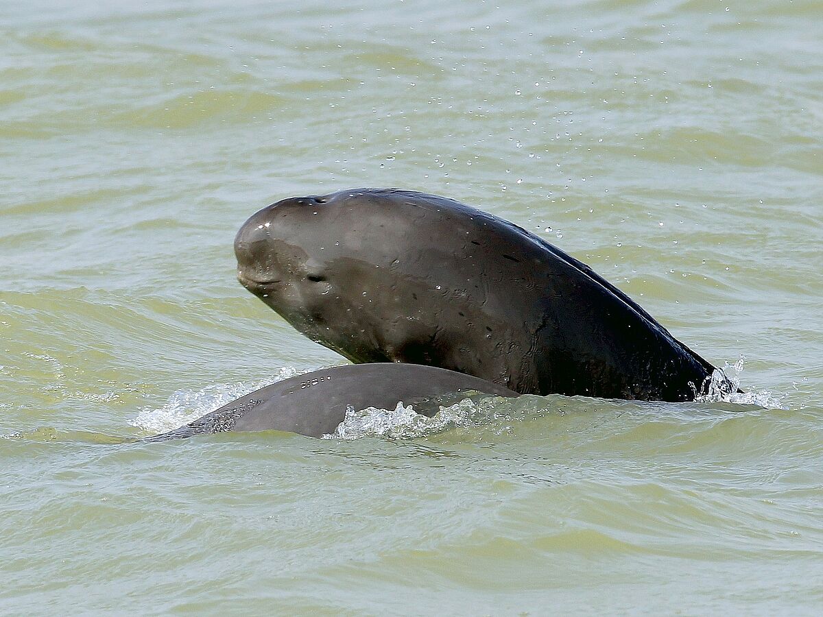 Endangered giants: large freshwater species among those most threatened with extinction on the planet