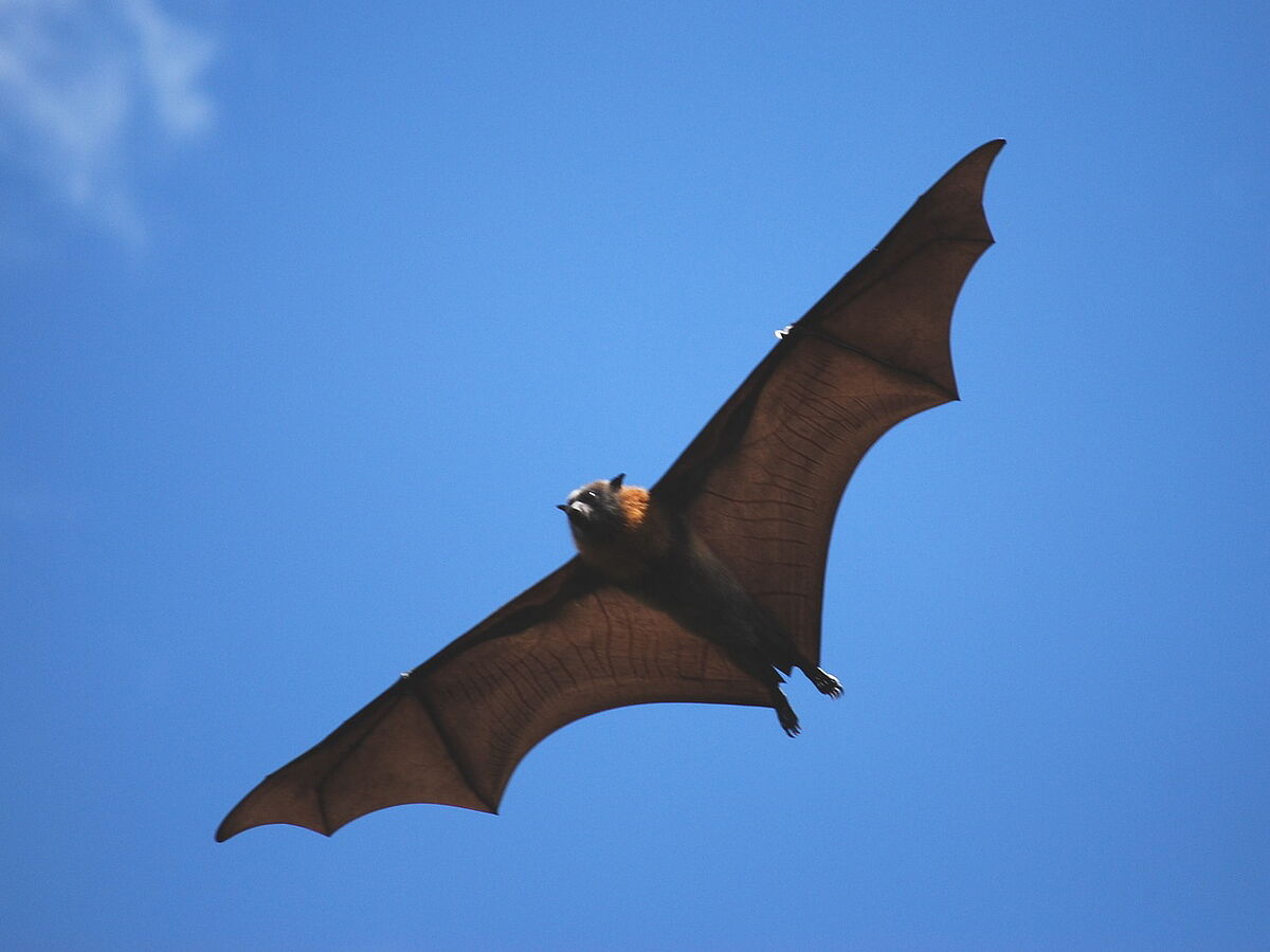 Fledermäuse fliegen mit Mischbrennstoff