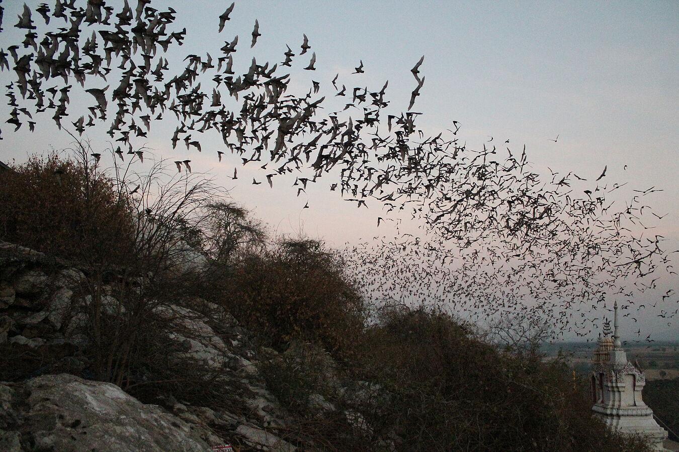 Above us only sky – the open air as an underappreciated habitat