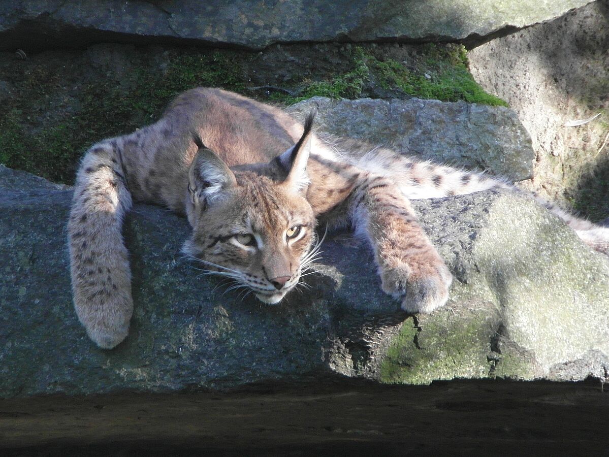 Reintroduction of lynx requires larger numbers to avoid genetic depletion