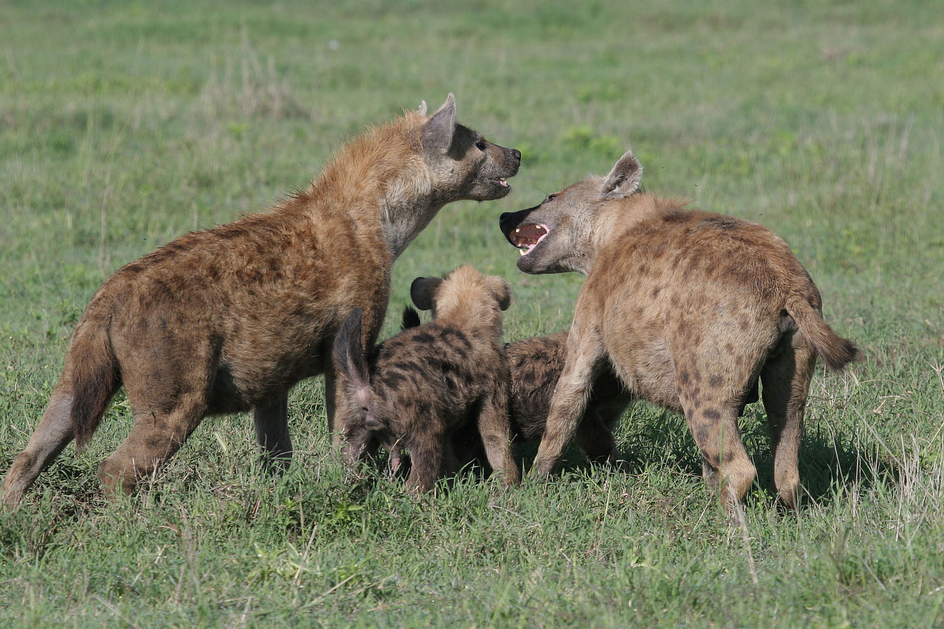 Wie Hyänen ihren sozialen Status "vererben"