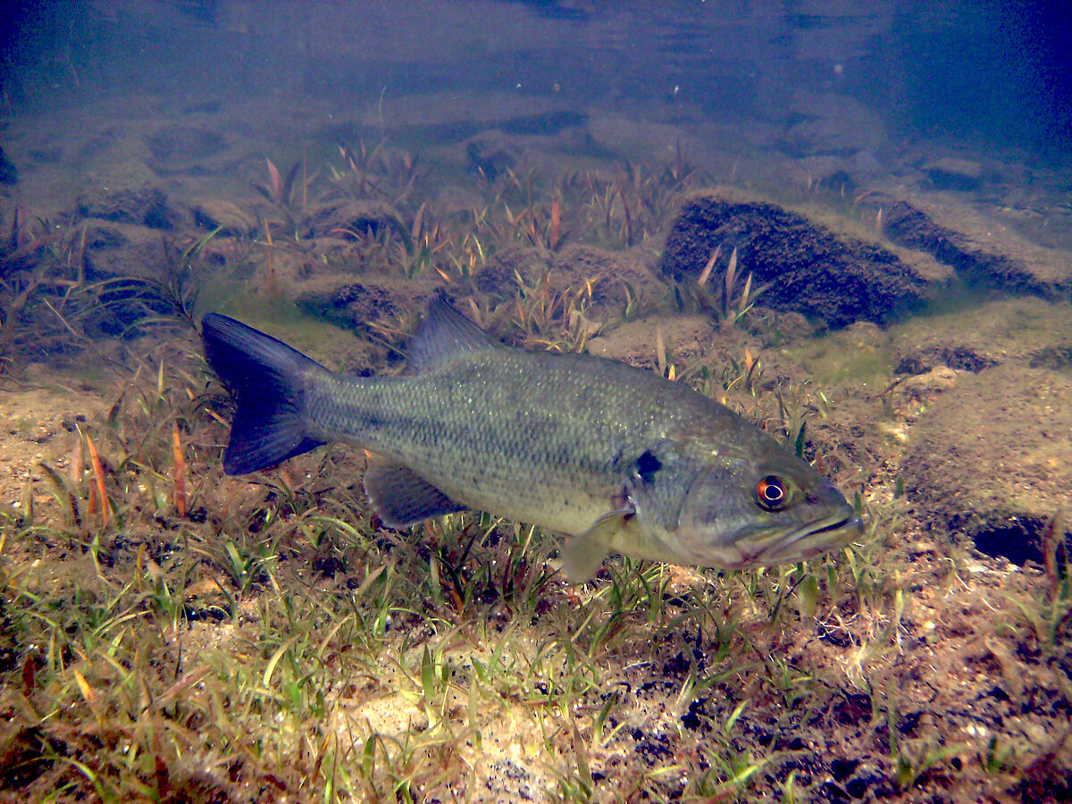 Fürsorgliche Fischväter hängen häufig am Haken