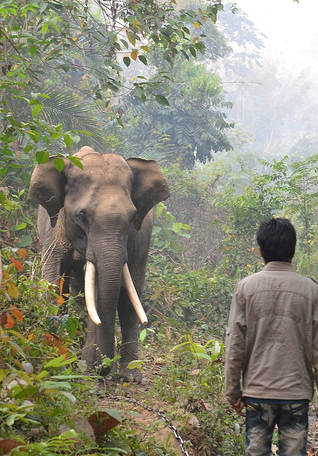 Wild gefangene Elefanten haben eine verkürzte Lebensspanne