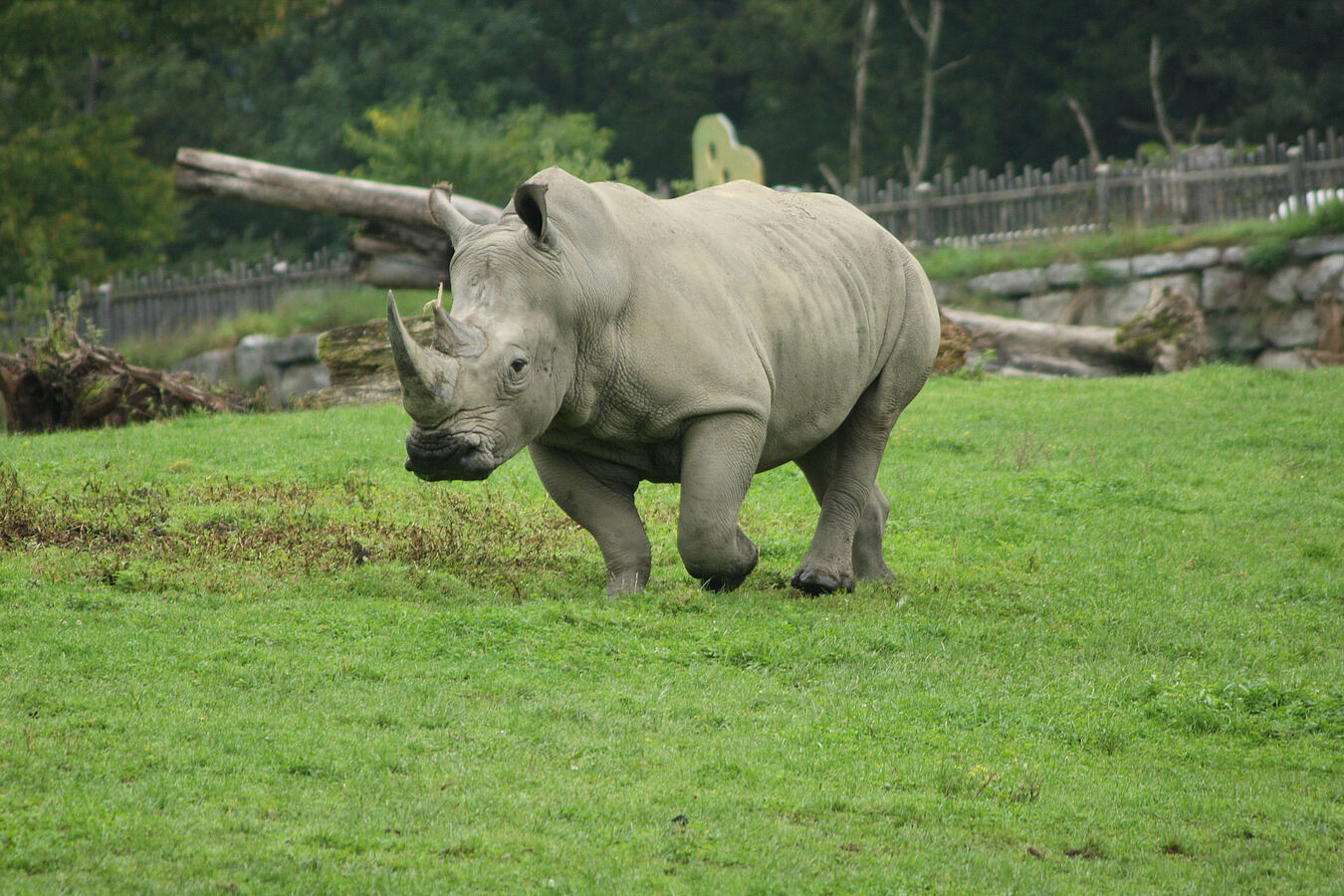 Rhino sperm from the cold – new cryoprotective increases motility of sperm after thawing