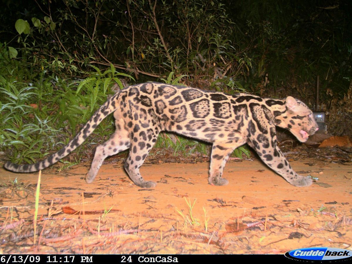 Researchers re-define the clouded leopard