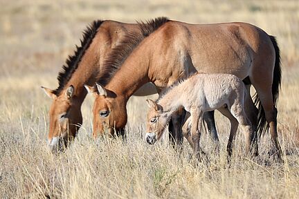Przewalski-Pferde und -Fohlen