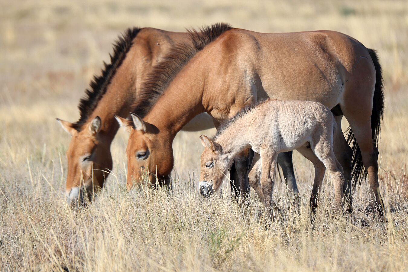 Przewalski-Pferde und -Fohlen