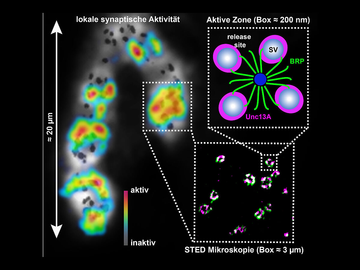 The point of release is the key: Identification of a key molecule for the neurotransmitter release in synapses